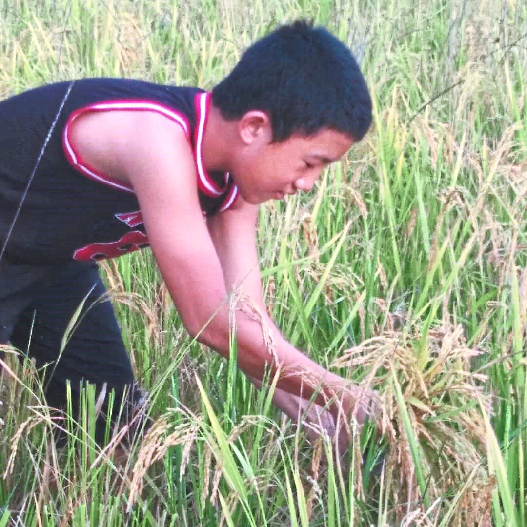 A young boy harvesting padi.