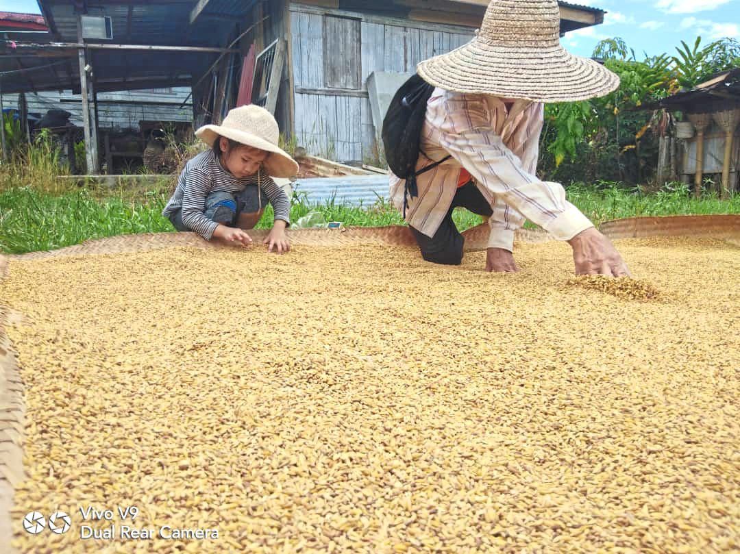 Paddy is placed on mat before stepping on to separate it from its stalk.