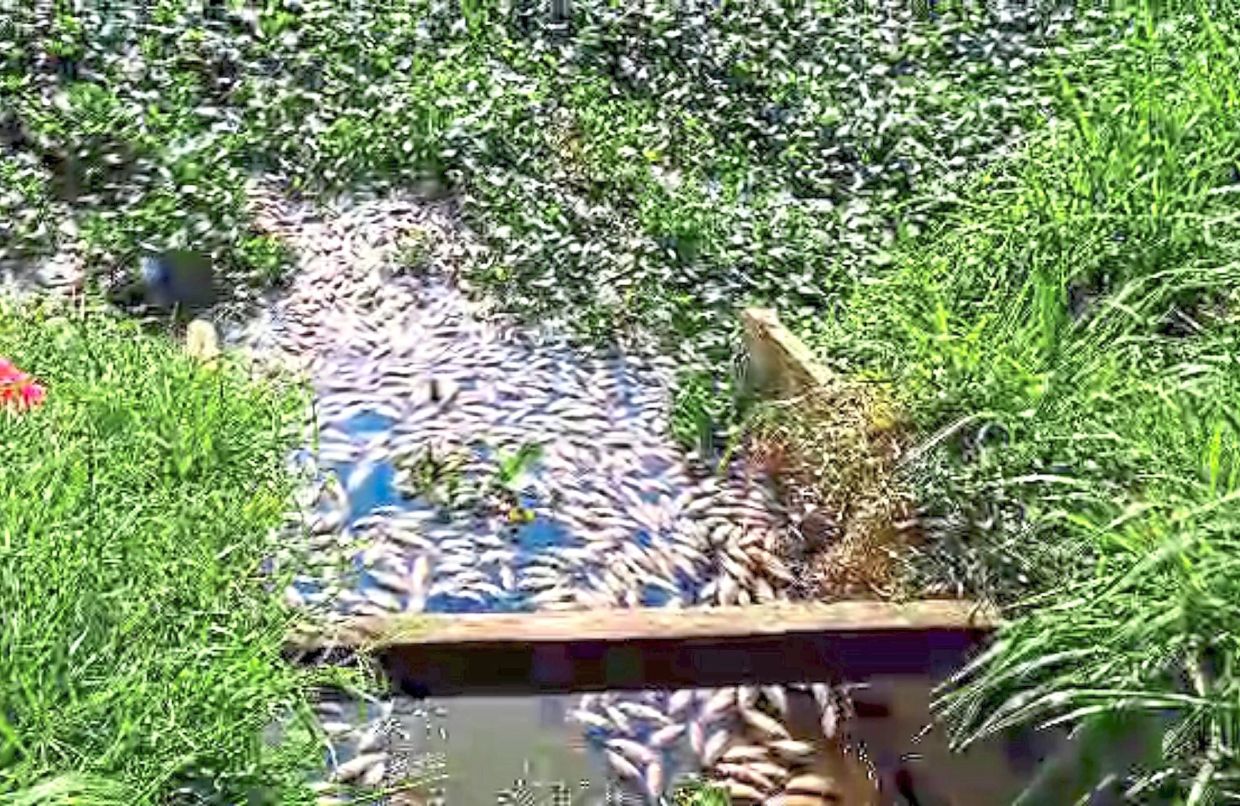 Decaying carcasses of fish.