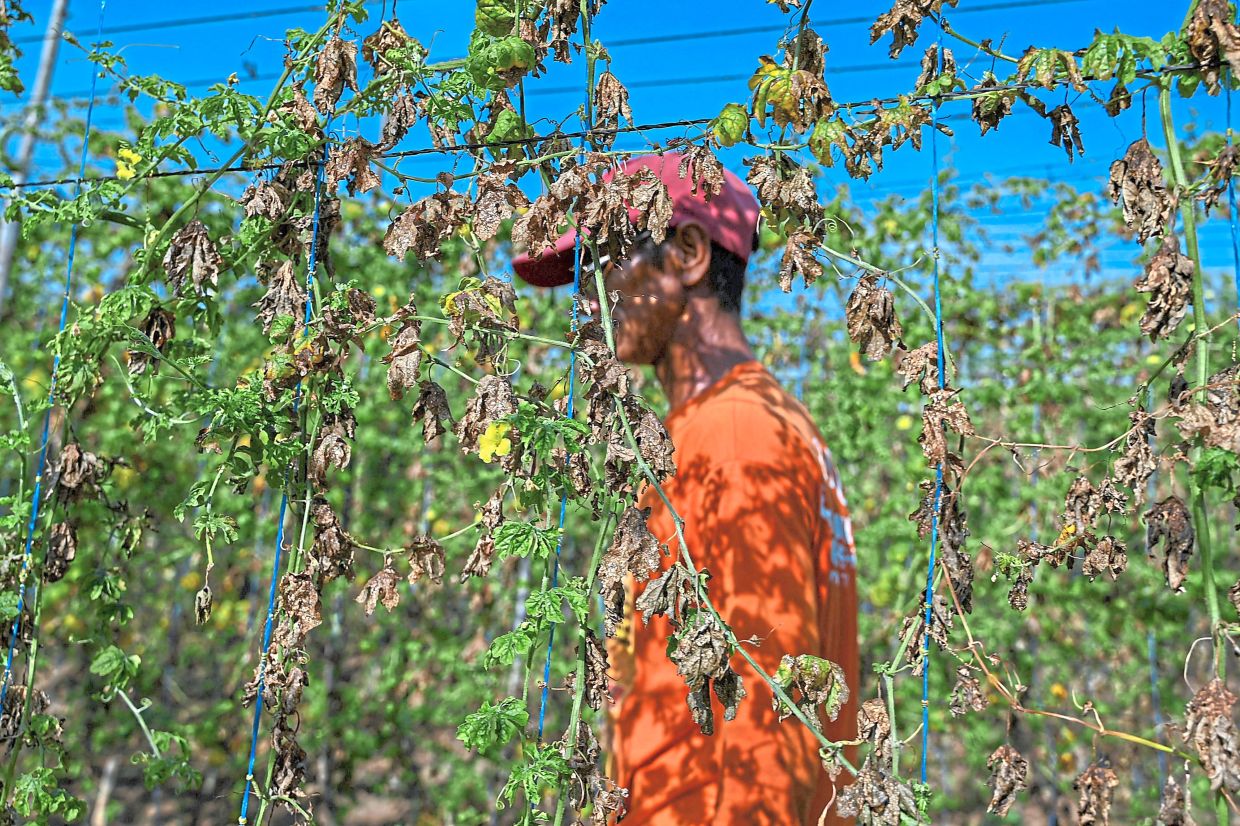 Farmers struggle as scorching heatwave hits crops | The Star