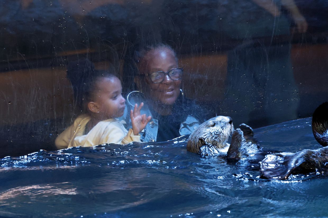 Visitors are charmed by an otter at the Aquarium of the Pacific in Long Beach. What they can't see is the aquarium's out-of-sight effort to unite an orphaned otter pup with an adoptive mother.