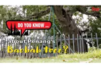Do you know ... about Penang's Baobab tree?