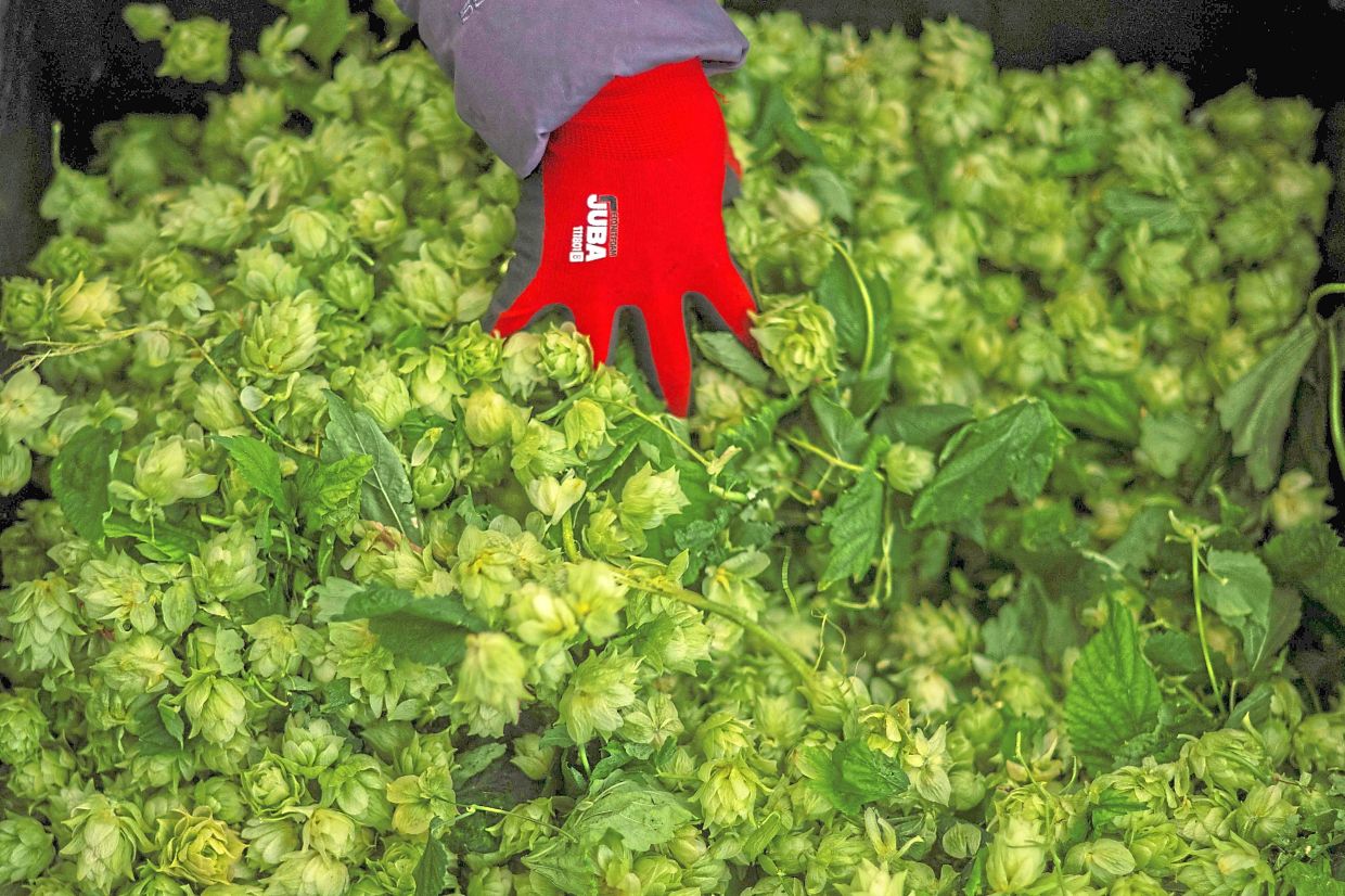 An employee hand-picking indoor-grown hops during harvest at the Ekonoke company facility in Chantada. — AFP