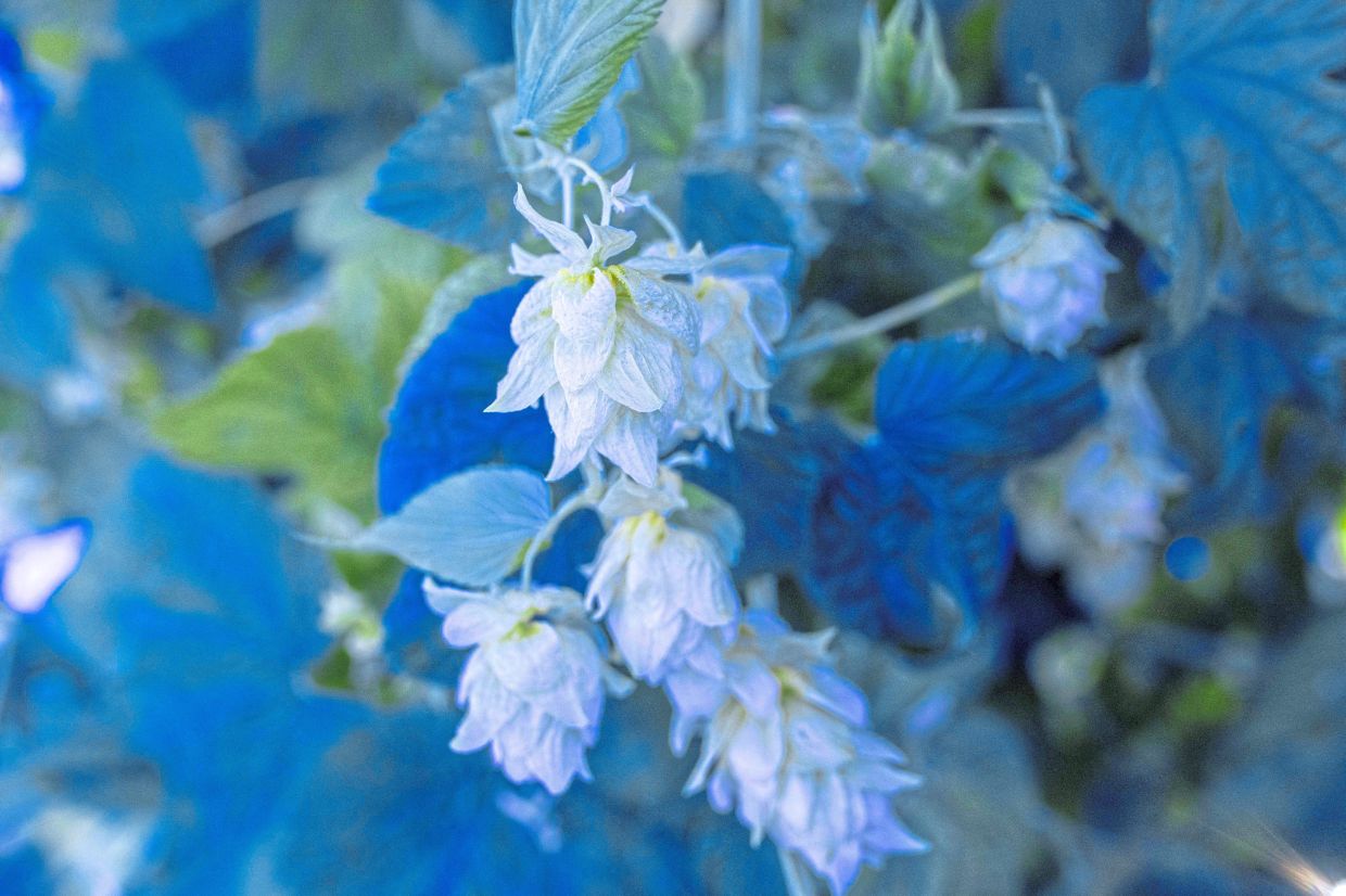 A close-up of the hops at the facility. — AFP