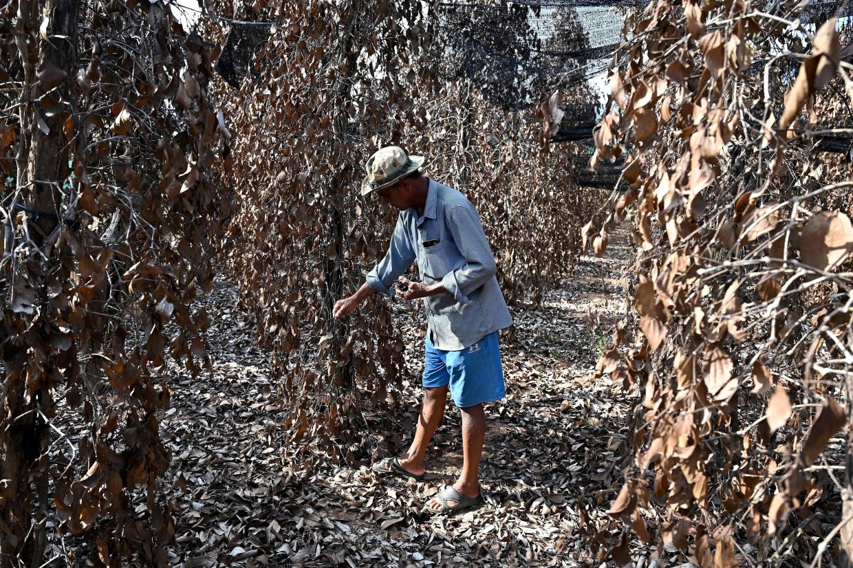 Cambodian farmer Chhim Laem picking peppercorn from dead pepper plants at his farm in Kampot province. Famed for its intense floral flavour, Kampot pepper is prized by top chefs around the world and has survived decades of instability in Cambodia, but now faces the threat of extreme weather, driven by climate change. - AFP