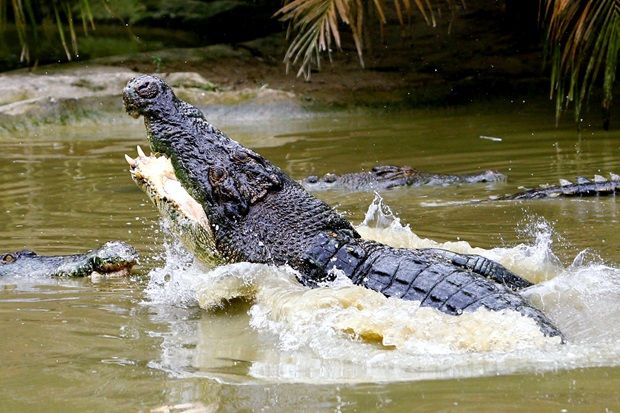 Immediate action needed to end crocodile threats in KK waters, urges Warisan