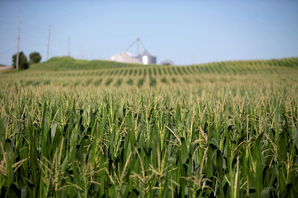 Interstate corn sown last week but rains limit pace again - Vimarsana News