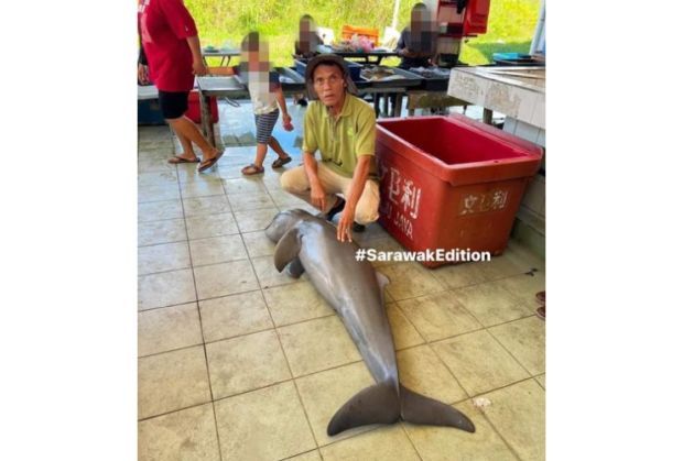 QuickCheck: Was an Irrawaddy Dolphin caught in a fisherman's net in Sarawak?