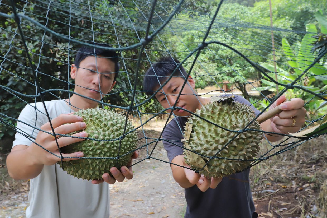 Durian farmers Tan Chee Keat,33, ( right ) and Tan Chee Boon, 32, checking the fruits that just fell into the nets at their orchard in Paya Terubong, Penang. — LIM BENG TATT/The Star