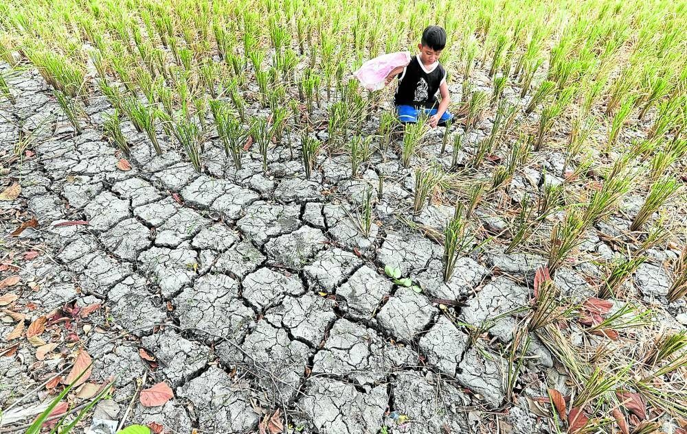 El Nino damage to Philippines agriculture hits RM765 million | The Star