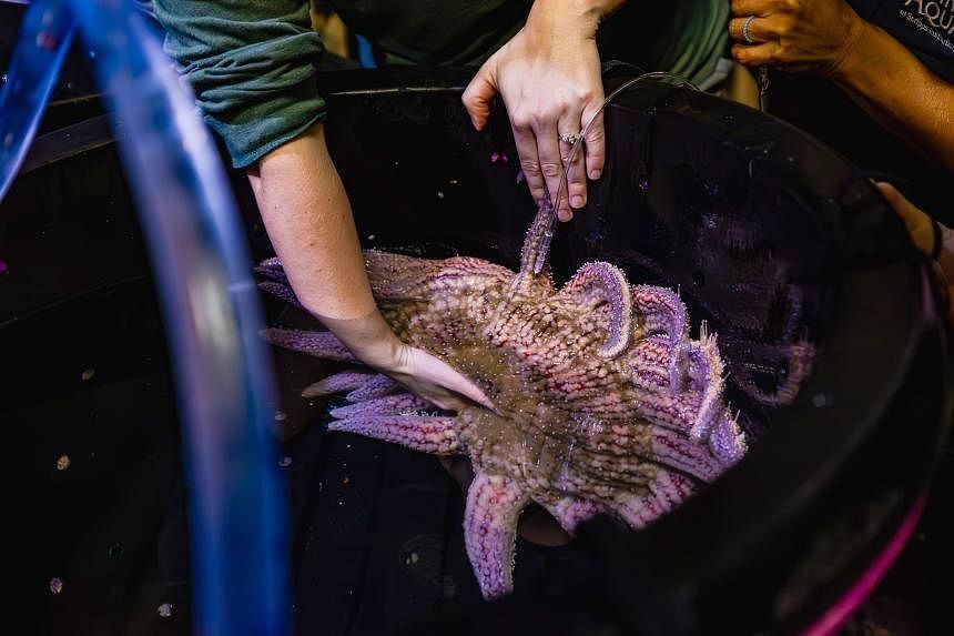 Scientists in US and Singapore race to help endangered sea star, shellfish breed - Vimarsana News