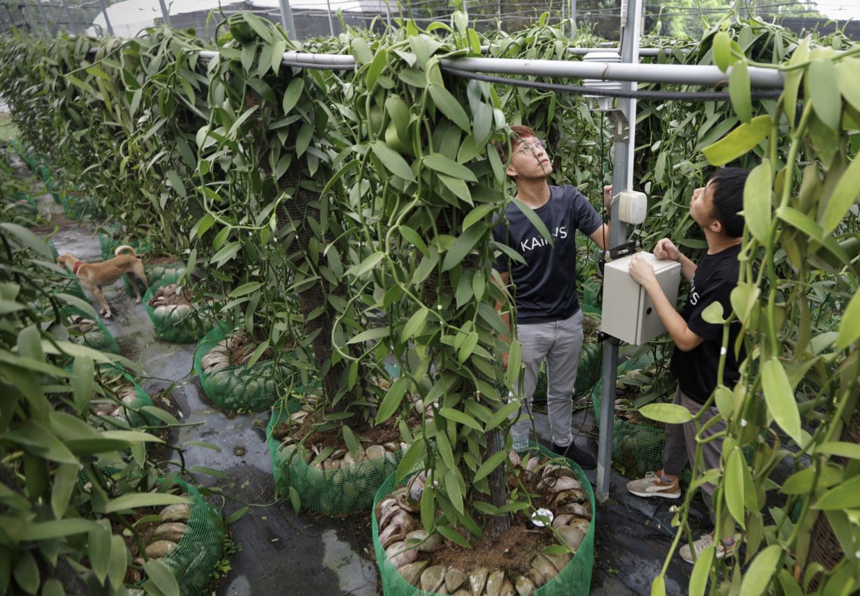 Tan and his partner Chan checking the growth of vanilla trees at their farm in Ara Kuda. - ZHAFARAN NASIB/The Star