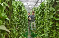 Vanilla farm reaps sweet   benefits from IoT tech