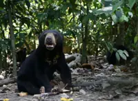 QuickCheck: Was a Kelantan kampung the snare for a sun bear pair?