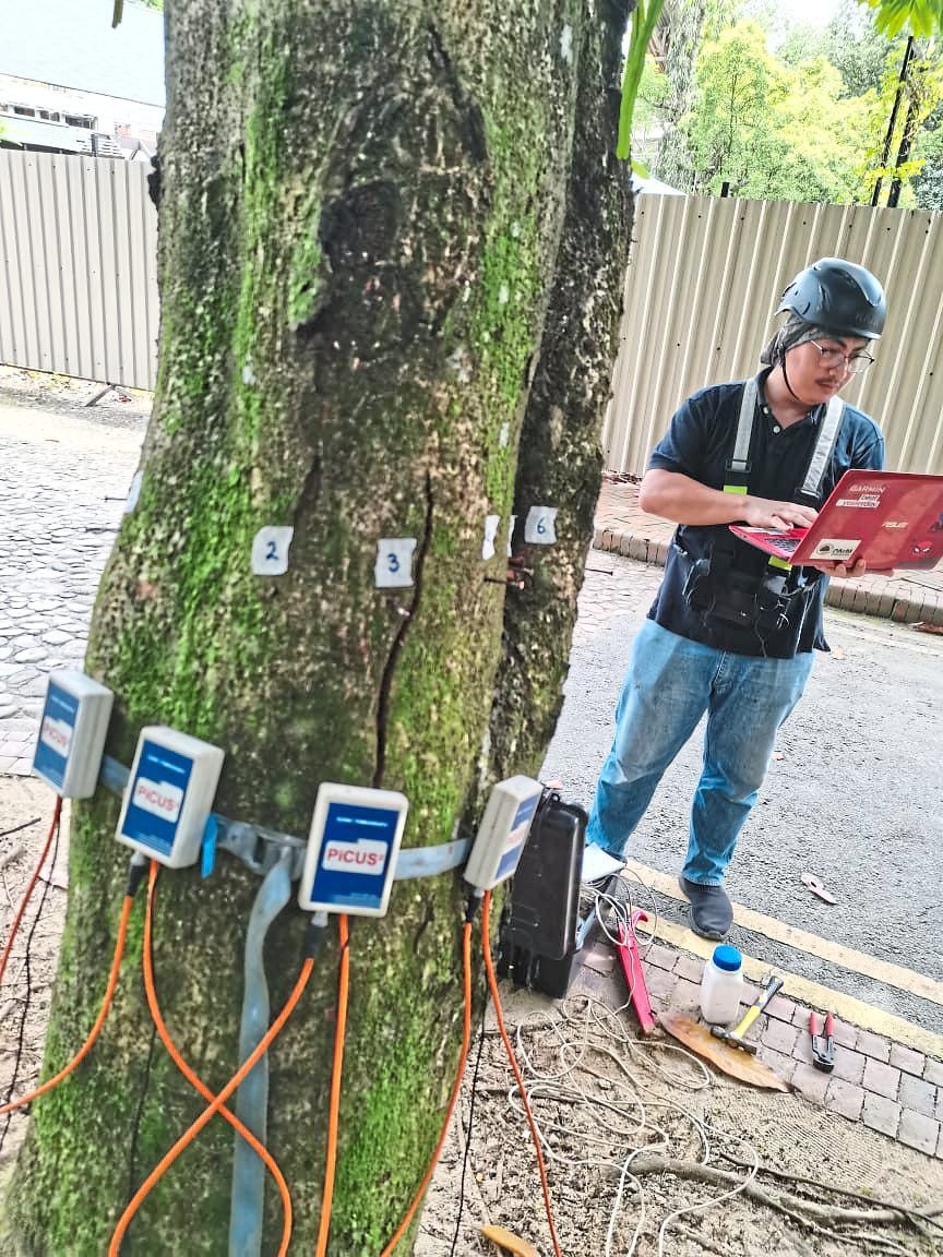 An arborist employed by the council conducting an inspection on a tree.