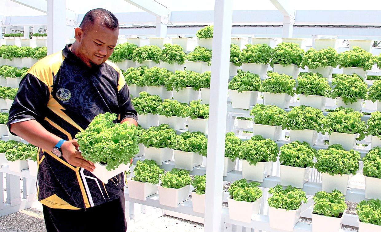 Turning idle land into lettuce farm - Vimarsana News