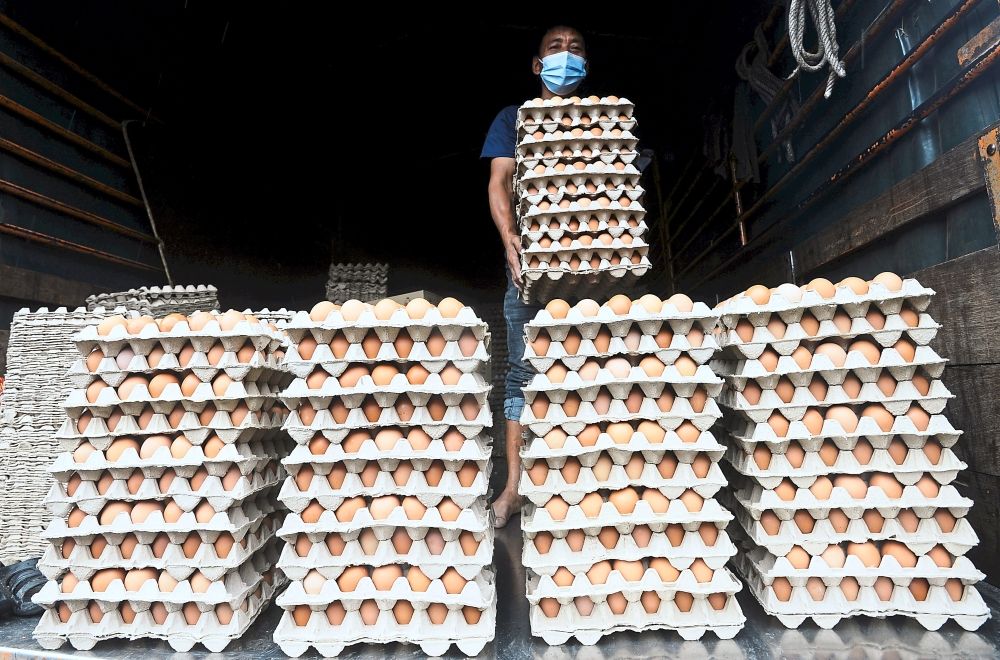 Stable supply of eggs now - Vimarsana News