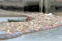 300 tonnes of trash collected from Johor rivers
