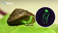 Thailand’s ‘living glow stick’ snail named mollusc of the year