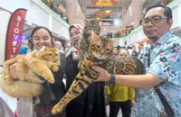 Beauties purr their way to the winners’ podium