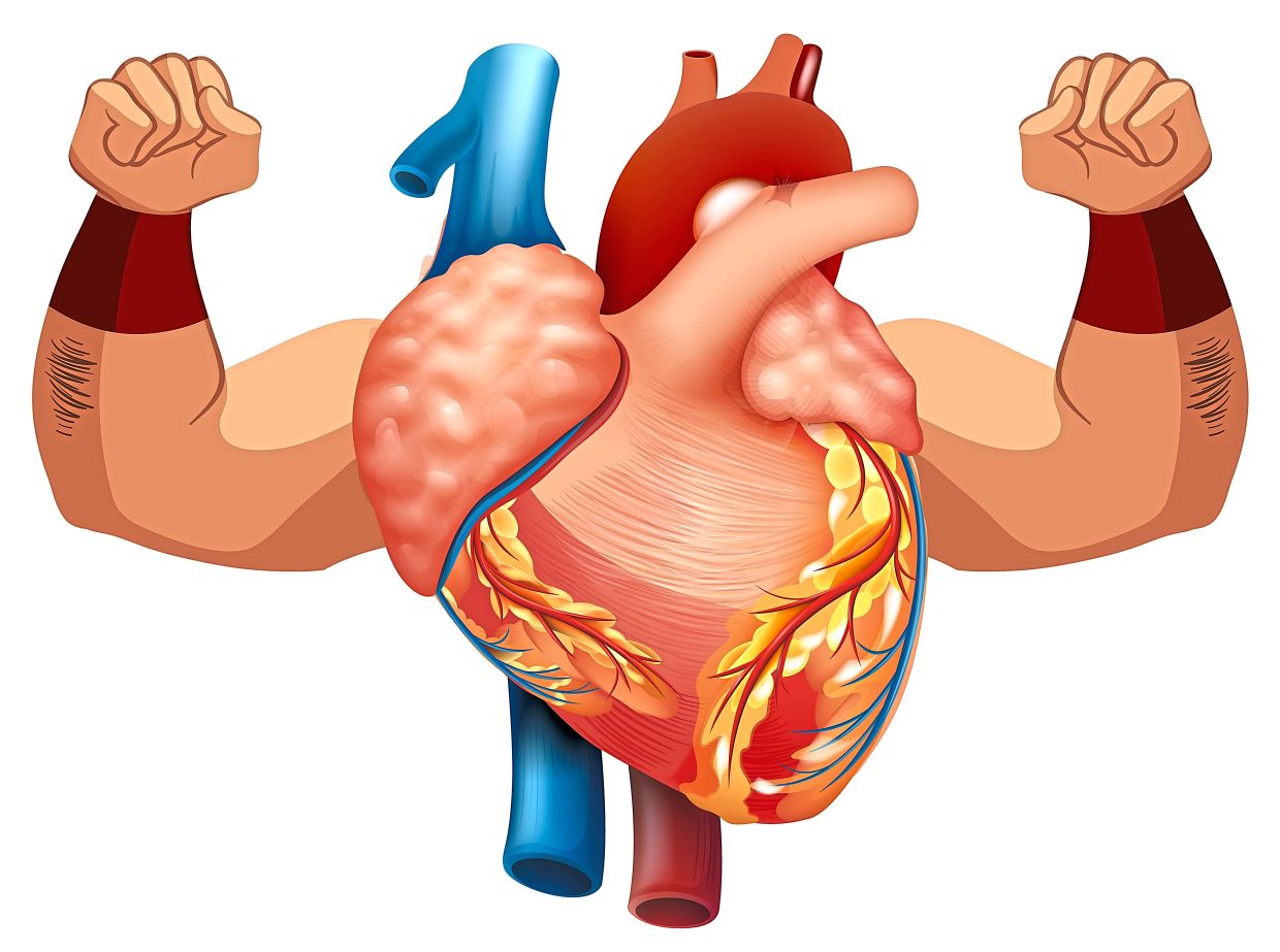 With the average heart beating 150,000 times per day, it needs a steady energy supply to keep it functioning.