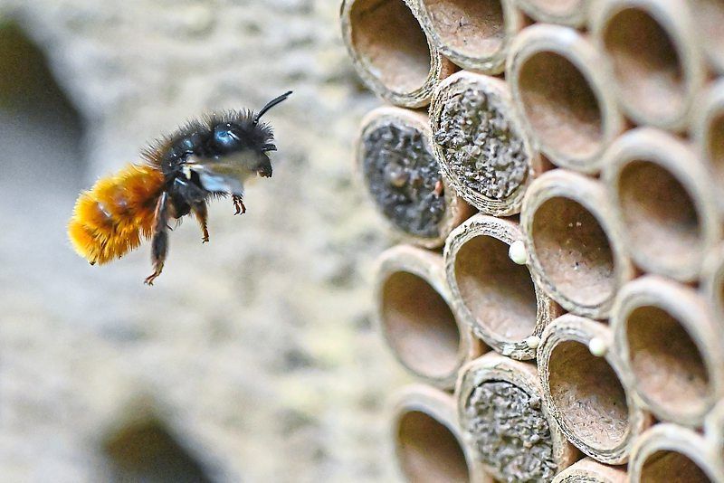 Attracting good bugs to your garden | The Star