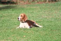 Sniffer dogs can now detect bed bugs and more