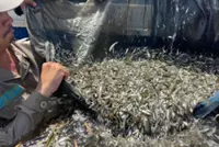 Authorities' efforts boost hopes of higher yields this coming fishing season in Cambodia