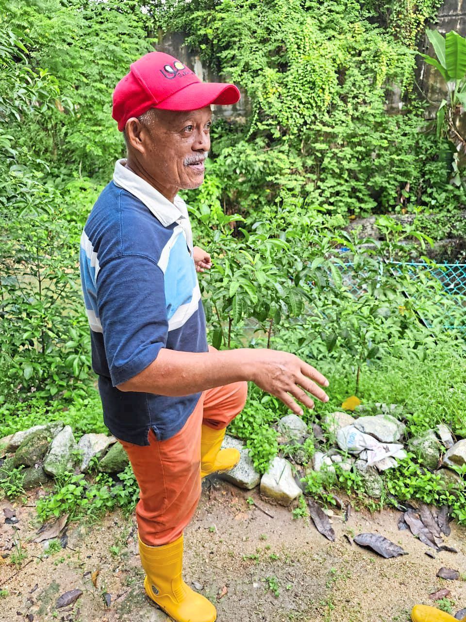 Green fingers: Yen showing off his urban orchard in Kuala Lumpur.