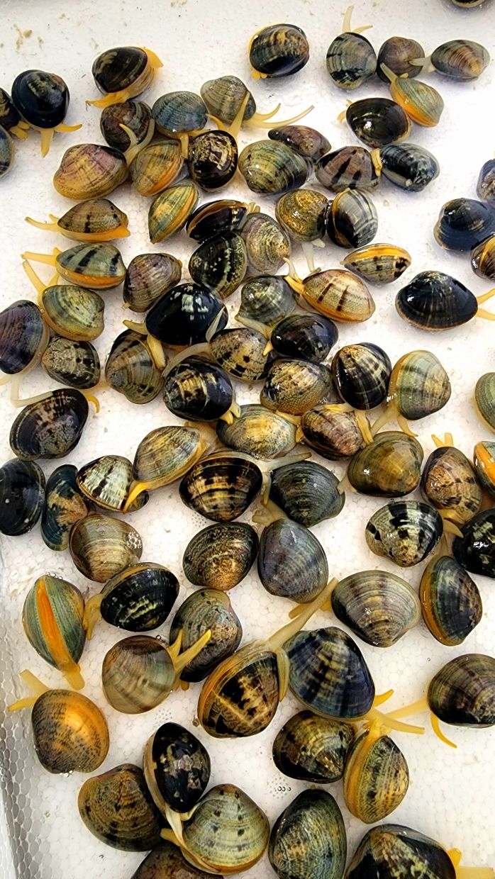 Clams opening up in shallow seawater.