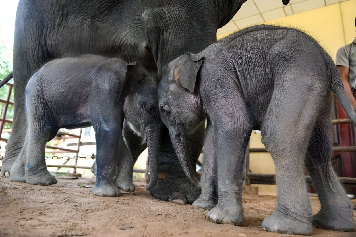 Rare Twin Elephants Take First Steps In Myanmar The Star 
