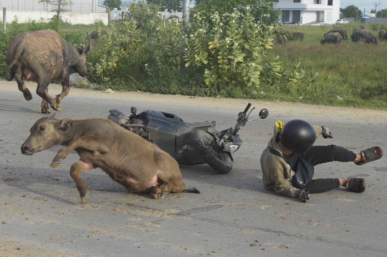 A man falls from his motorcycle after hitting a water buffalo on his way to work outside Phnom Penh, Cambodia. Animal owners have been warned to keep their animals, which often cause traffic accidents, leashed and could face prison time if relatives of those who die or are injured in such accidents initiate legal proceedings. - AP