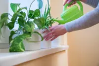 Natural air conditioning: Indoor plants can help keep things cool