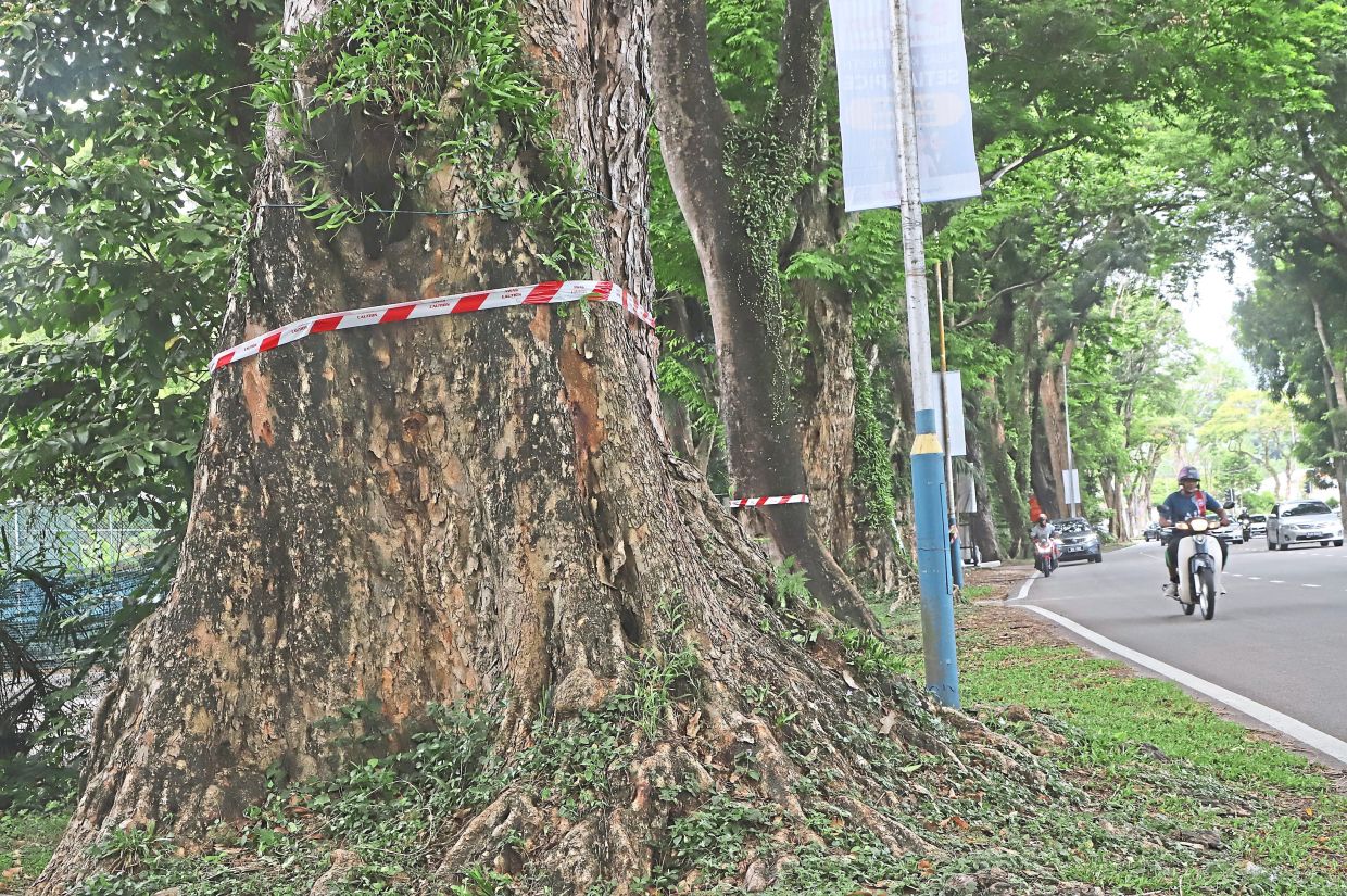 Massive old trees lining Jalan Macalister are now a danger in spite of the shade and charm they lend to the area. — Filepic