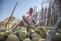 Barely surviving: Demands for baobab is growing, but harvesters remain underpaid