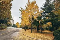 Seoul begins pre-emptive strike on ginkgo trees before nuts become rotting stink bombs
