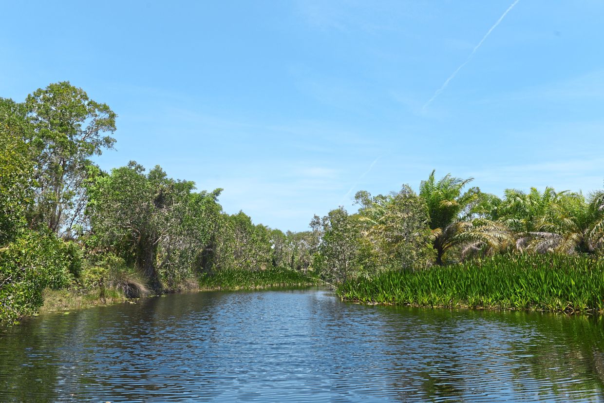 Seaside swamp vital for local hydrology, says expert | The Star