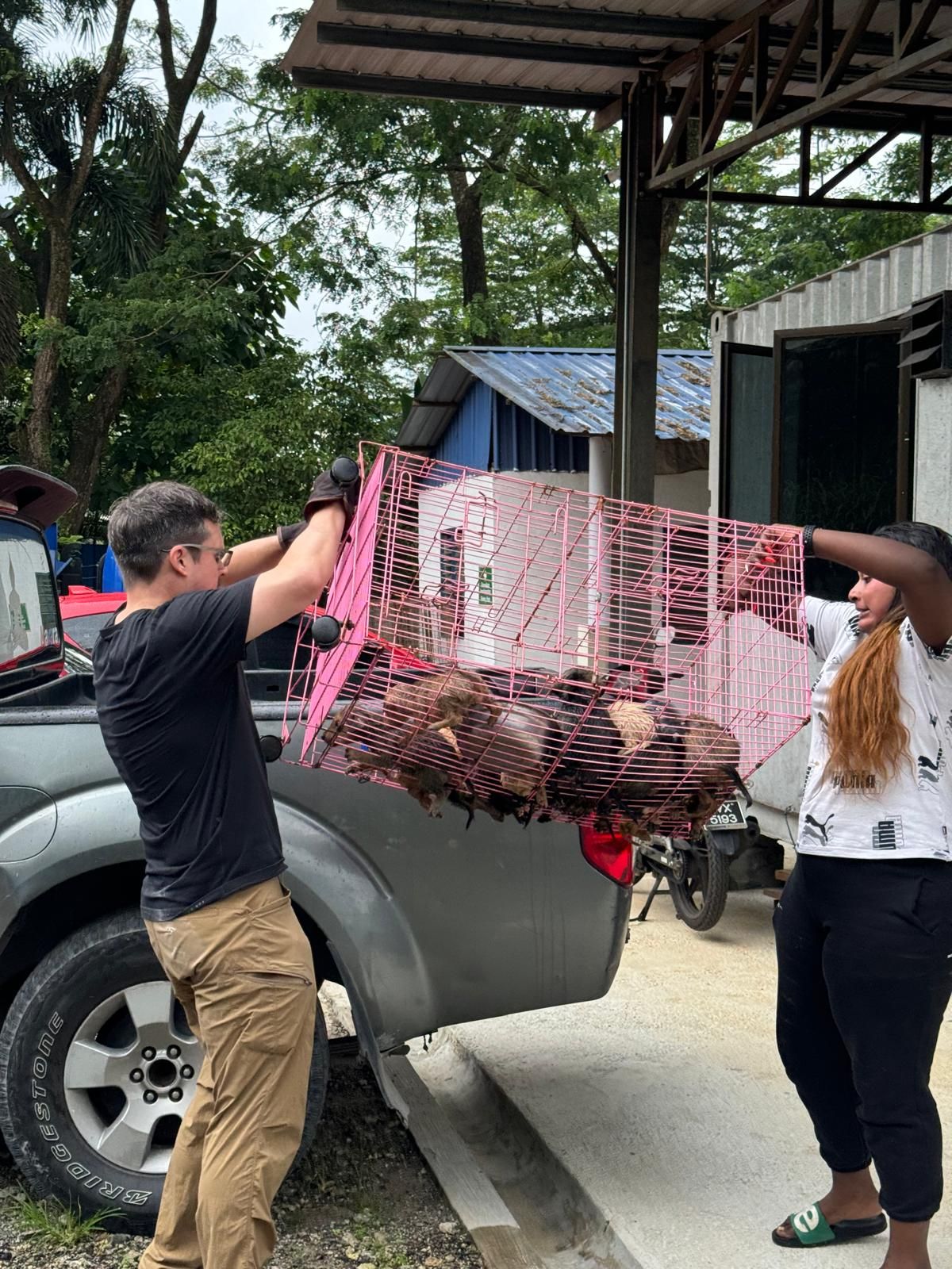 Volunteers from Fauziah Paws Care from Sg Buluh In Selangor helping to take puppies from the MBJB pound in Johor Baru