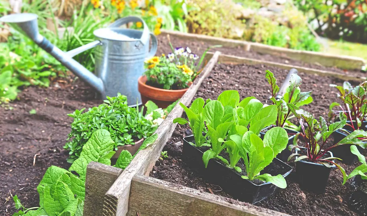 Home Food Gardens 10 Tips To Get You Started With Kitchen Gardening