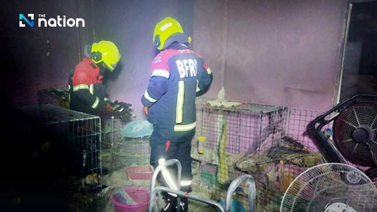 Eleven cats killed in tragic fire while pet owner is out of the house ...
