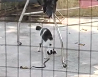 Taman Bukit Maluri folk want snake-infested overgrowth cleared