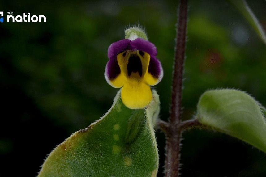 Monkeyfaced flower among four new plant species discovered in Thailand
