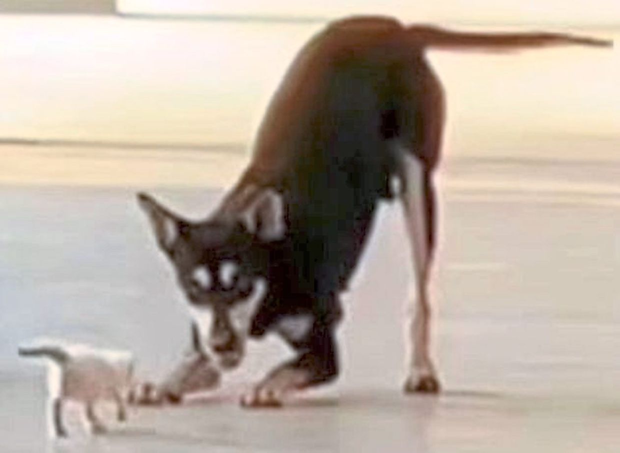 Gentle soul: A screencap of Kopi playing with a kitten. — Photo from the myforeverDoggo site.
