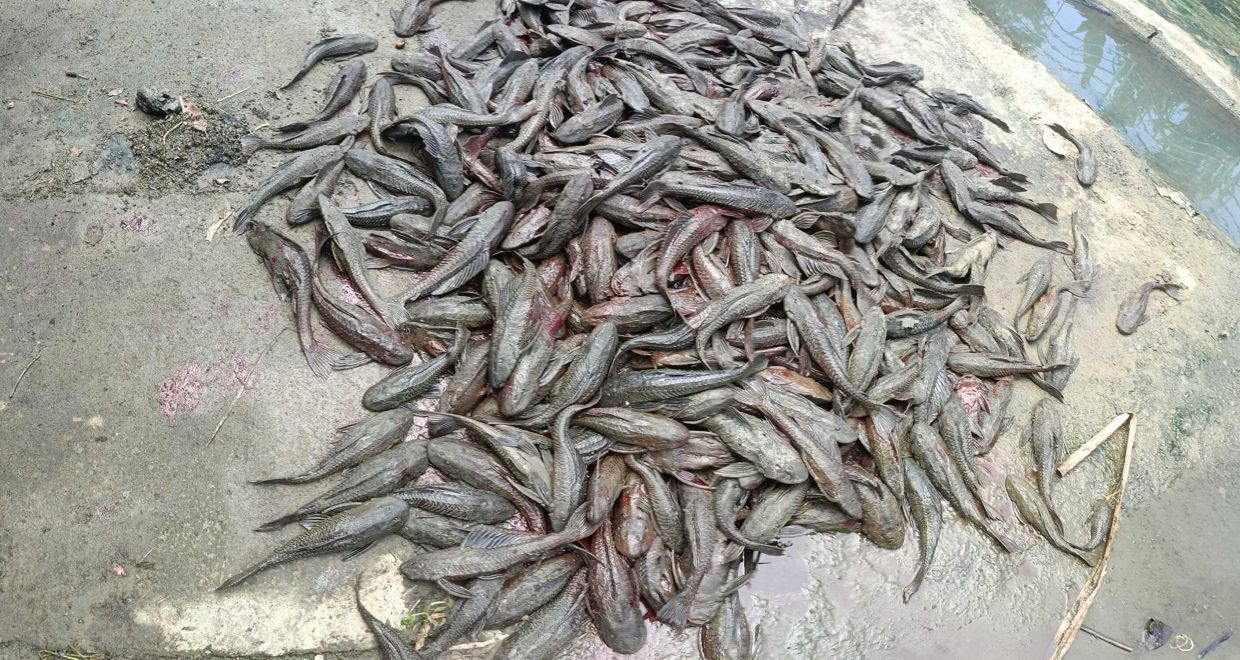 Attack of the monster fish | The Star