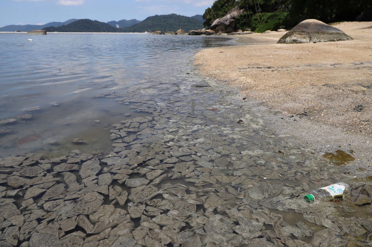 Floating algae near Penang\'s Pantai Esen is caused by natural phenomena such as high tide and monsoon. — LIM BENG TATT/The Star