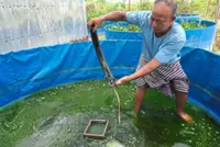 Eels over fish on the Tonle Sap
