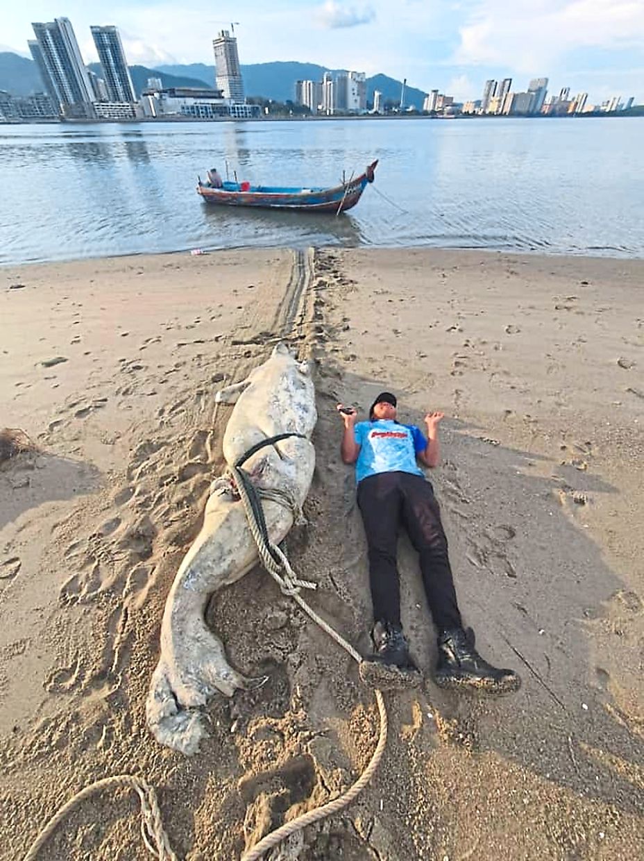 Sad sight: A Fisheries Dept officer gives scale to a massive dugong found washed ashore in Penang.