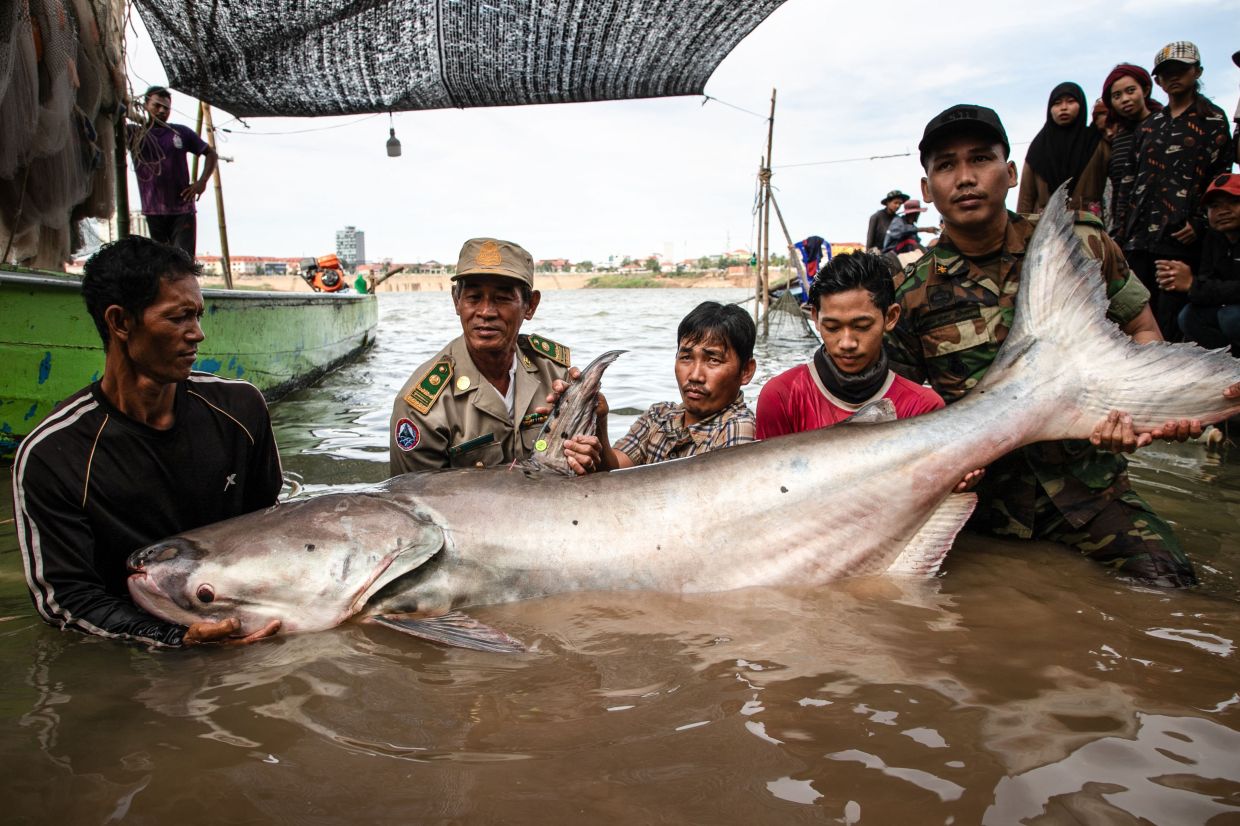 This handout from USAID Wonders of the Mekong shows people carrying a Mekong giant catfish in Cambodia's Tboung Khmum Province. Conservationists in Cambodia on December 13 celebrated the discovery of six highly endangered Mekong giant catfish in the critical South-East Asian waterway plagued by illegal fishing, habitat loss and plastic waste. - AFP