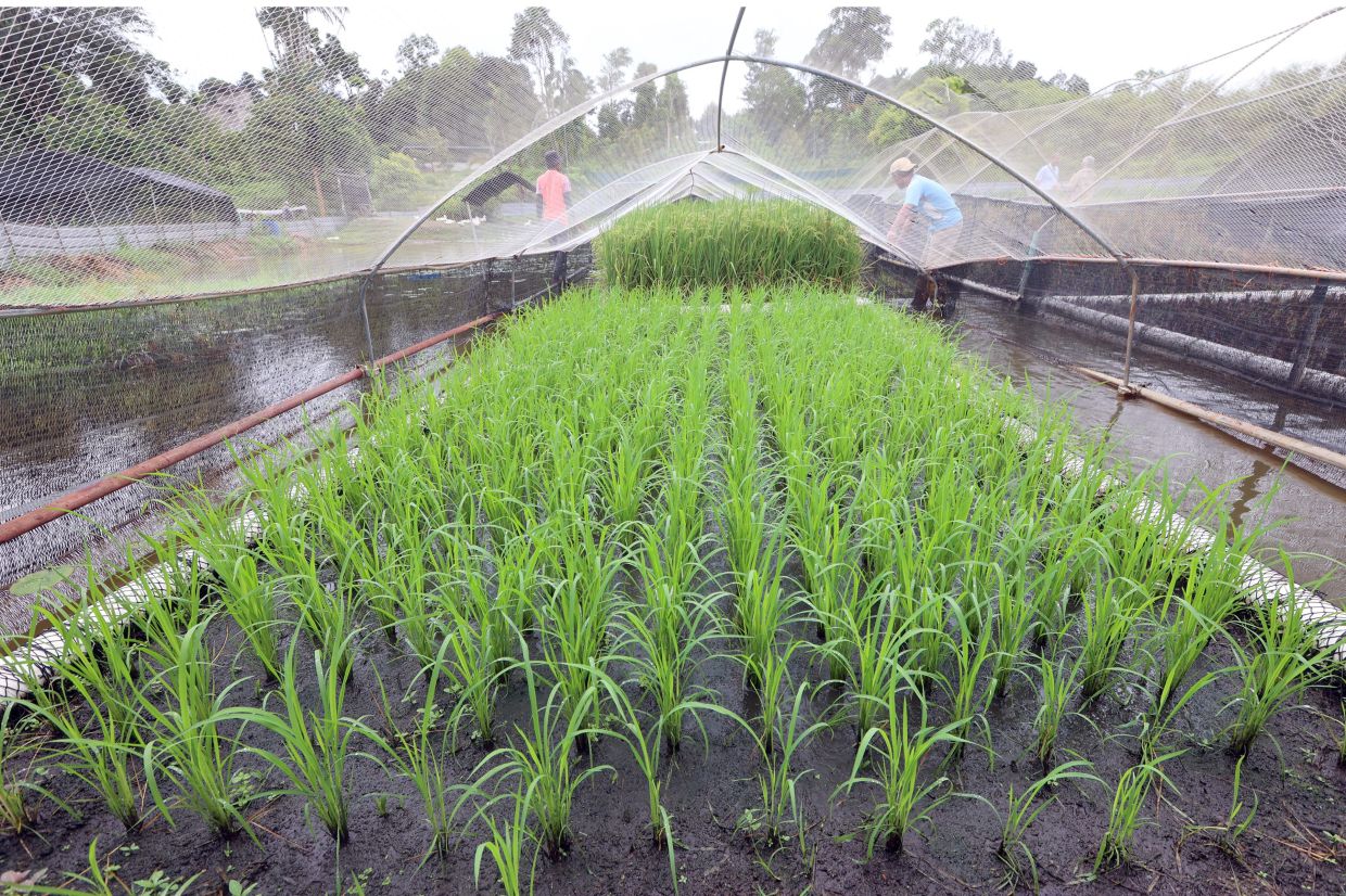 Padi growing on a floating platform at a farm in Desaru in Johor. — THOMAS YONG/The Star