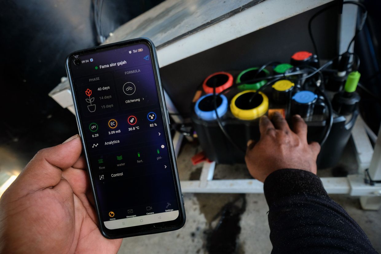 Looking good: Mohd Shah monitoring his farm using IoT technology through an app on his phone. — Bernama